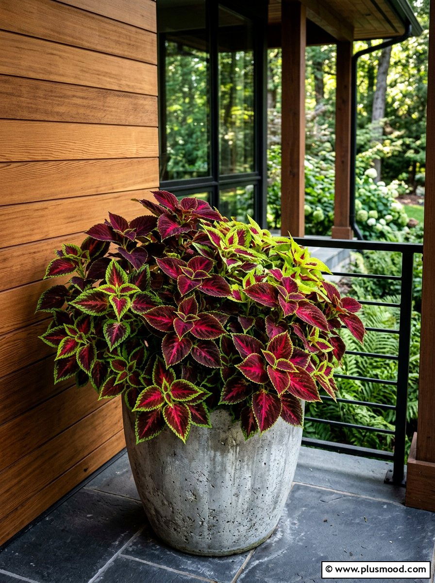 Coleus Foliage Mix - 25 summer front porch flower ideas