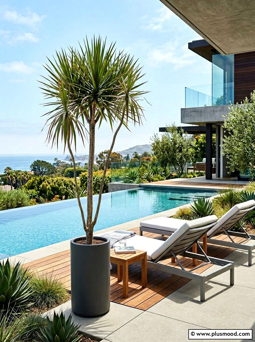 Dracaena Marginata In Minimalist Tall Cylinder - 25 pool landscaping ideas with potted plants