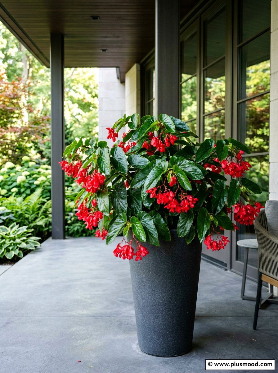 Dragon Wing Begonia - 25 summer front porch flower ideas