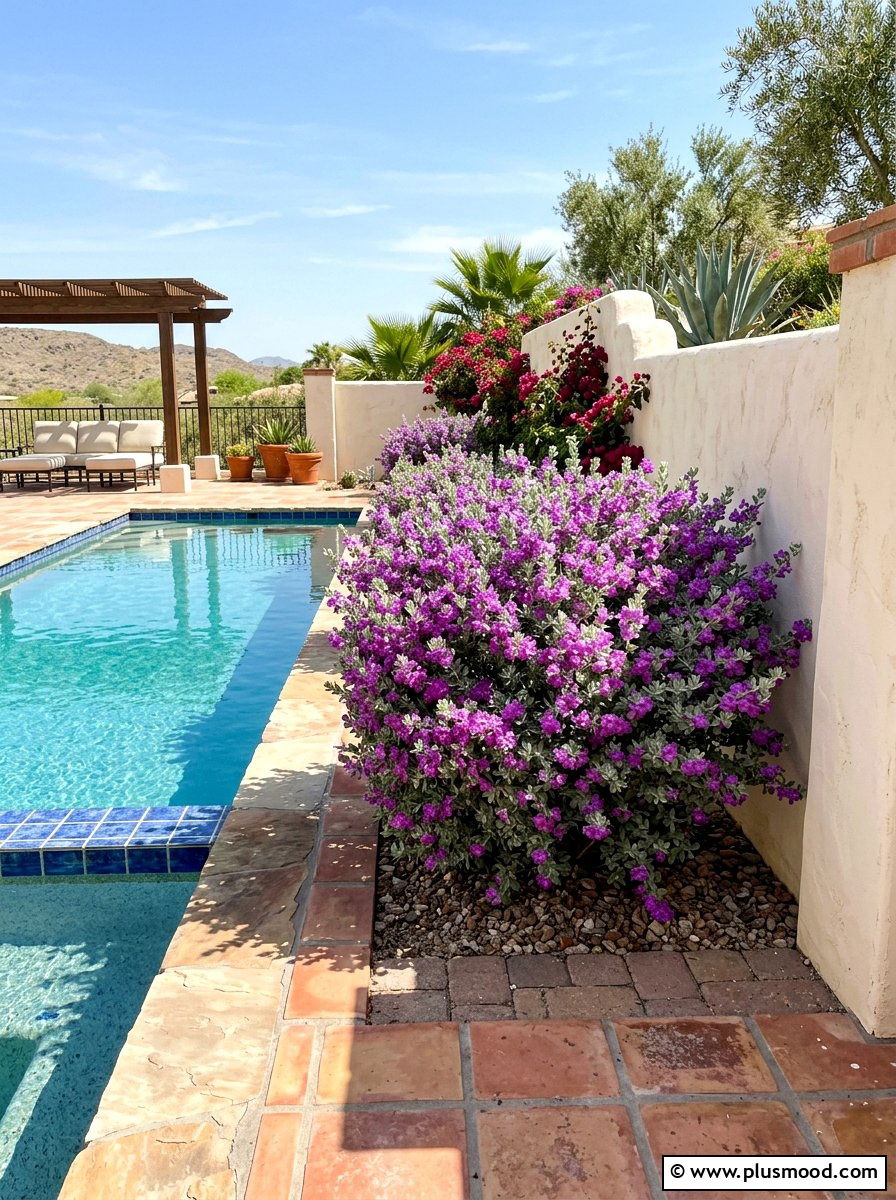 Flowering texas ranger pool shrub - 25 pool landscaping ideas with native plants