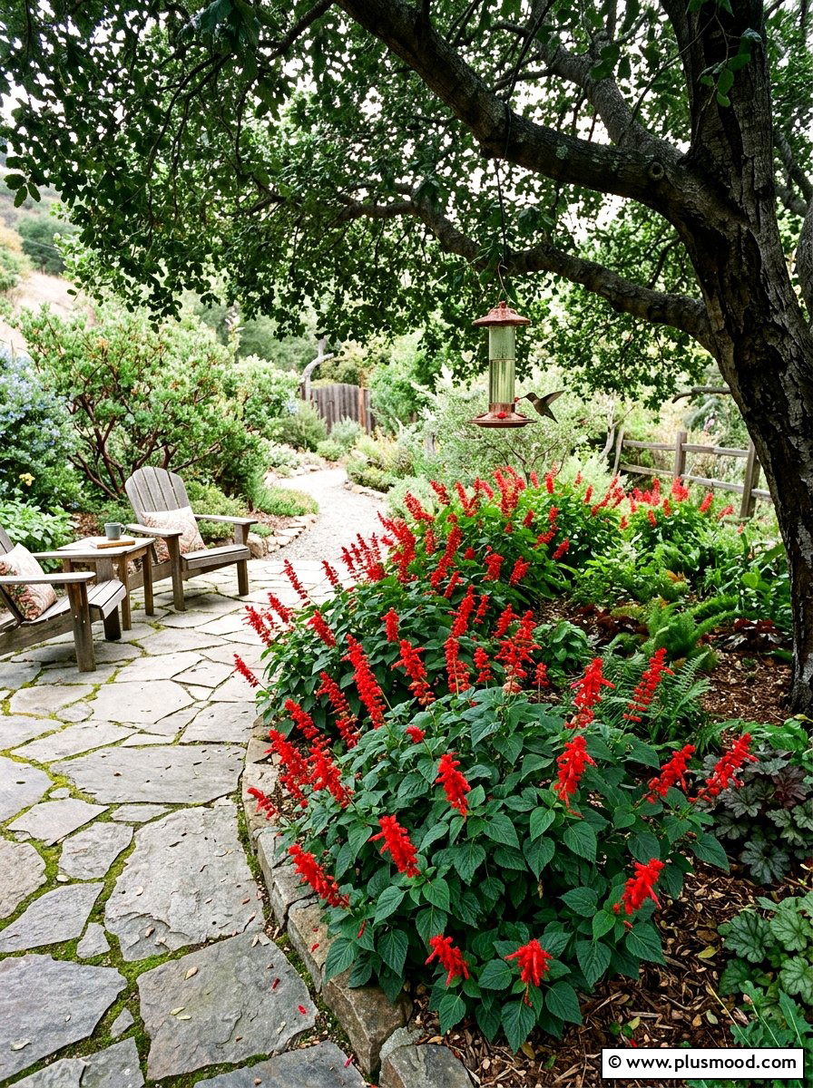 Hummingbird Sage Bed - 25 summer native plant landscaping ideas