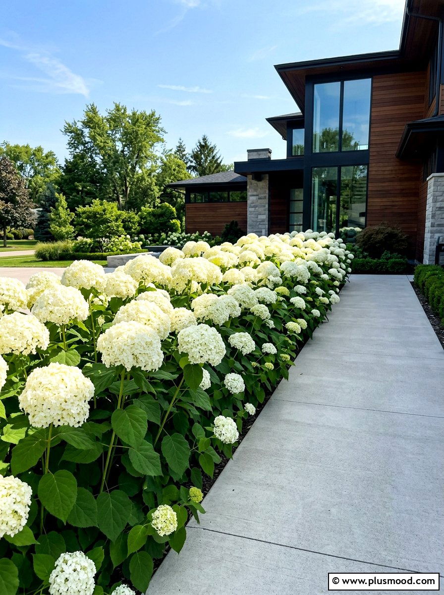 Incrediball Hydrangea Hedge - 25 summer hydrangea garden ideas