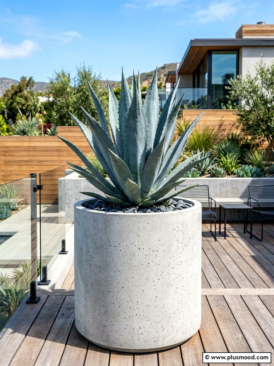 Large Agave Architectural Container - 25 summer container garden ideas