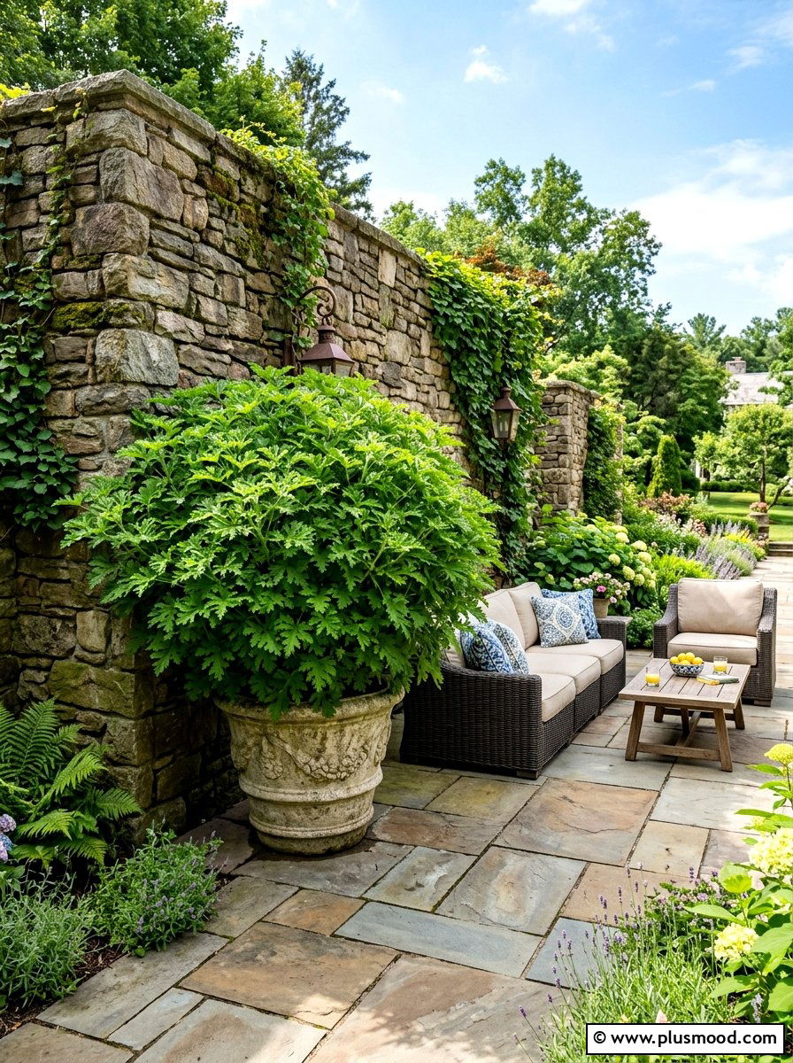 Large citronella shrubs in corners - 25 summer patio ideas with citronella plants