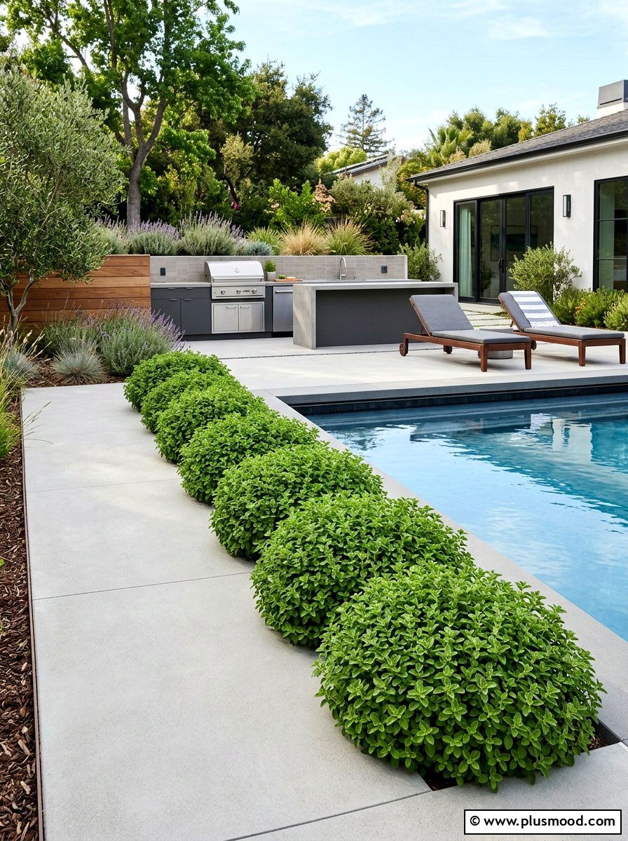 Marjoram Poolside Border - 25 pool landscaping ideas with herbs