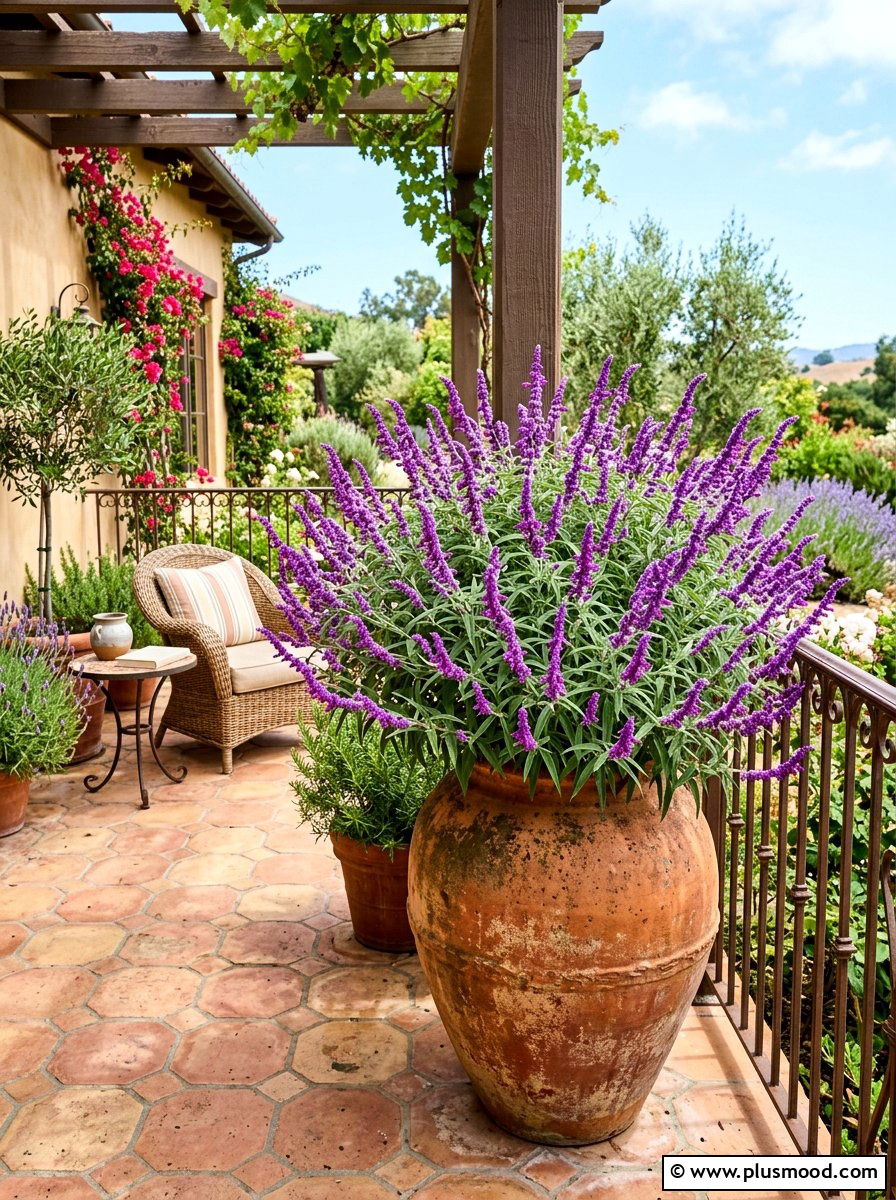 Mexican Bush Sage Pot - 25 late summer porch planter ideas