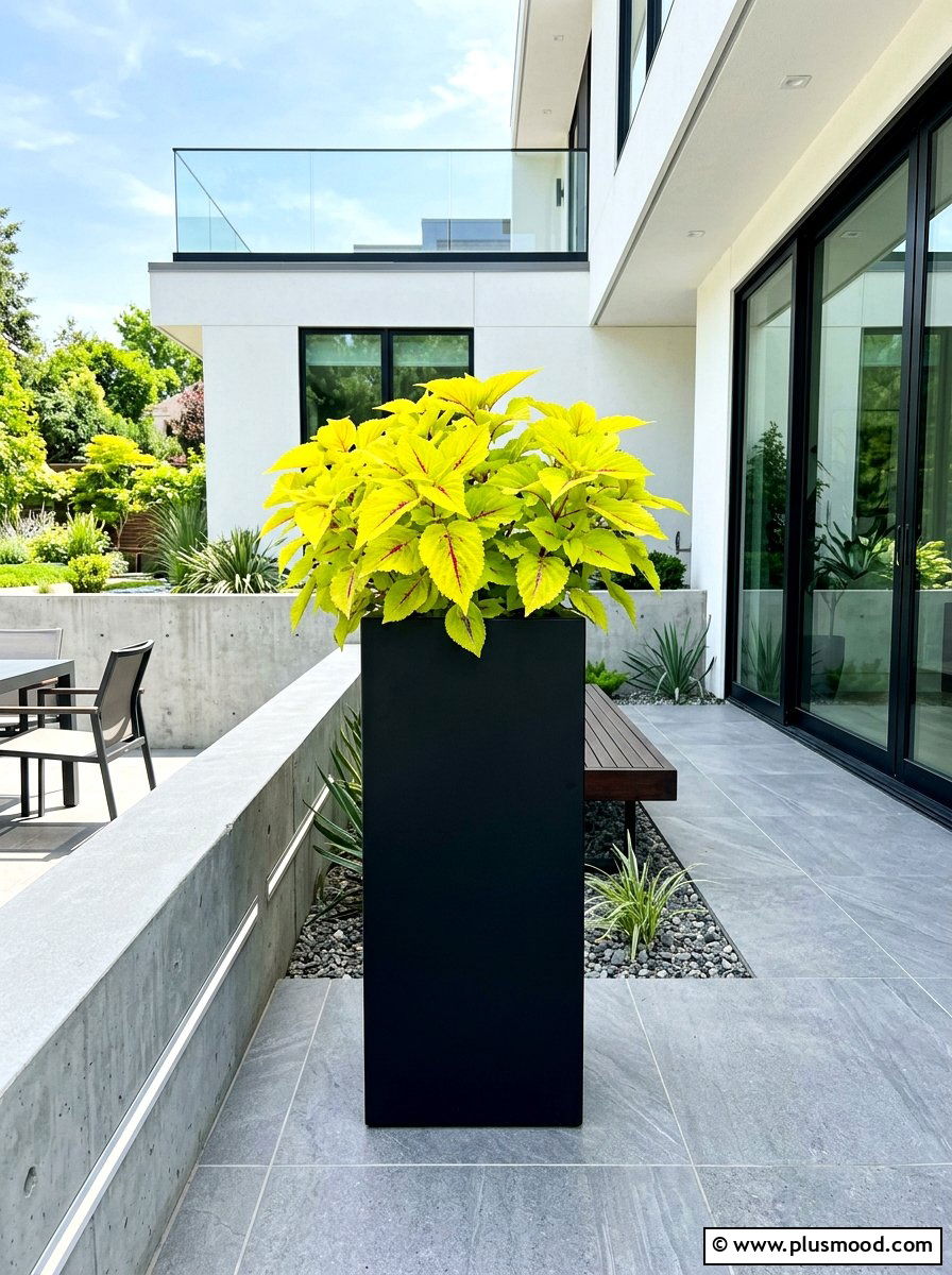 25 Summer Planters With Coleus Ideas for Stunning Color