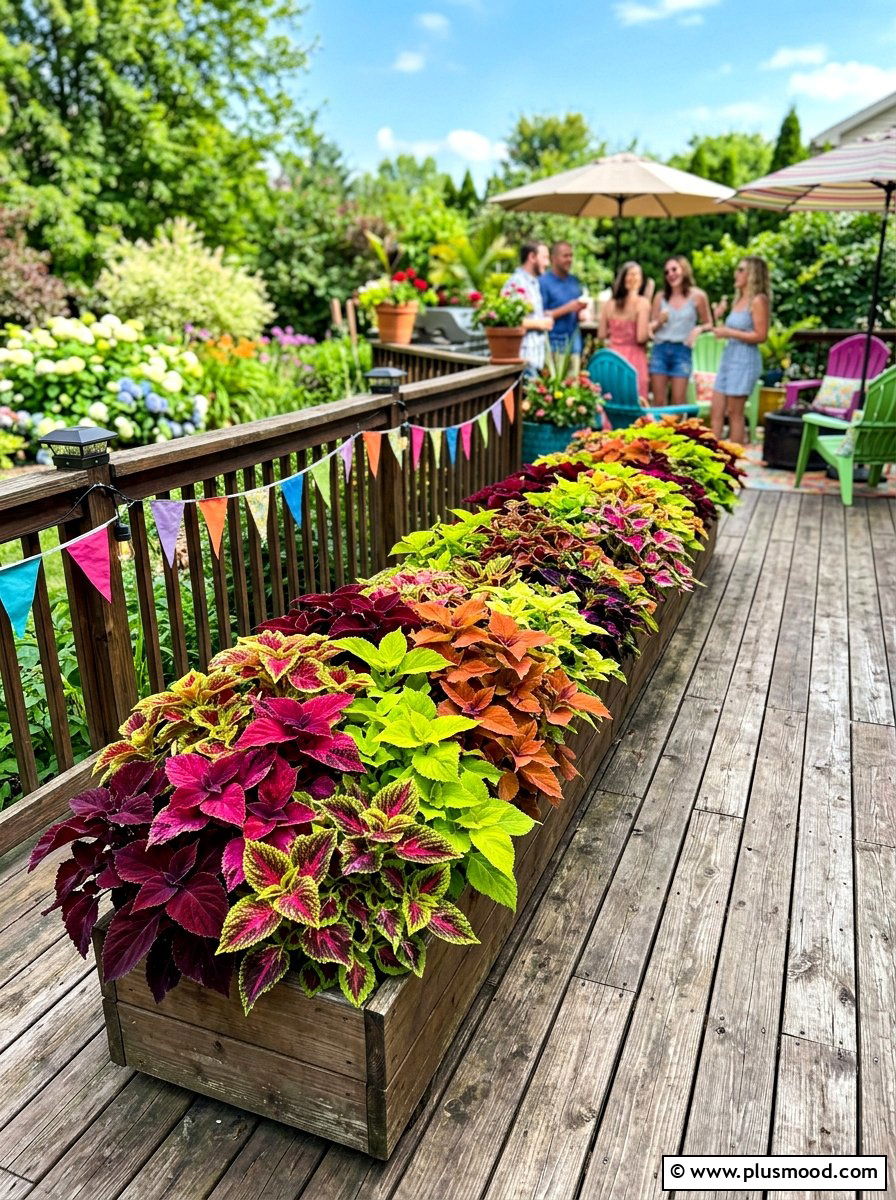 Multi Color Coleus Deck Planter - 25 summer planters with coleus ideas