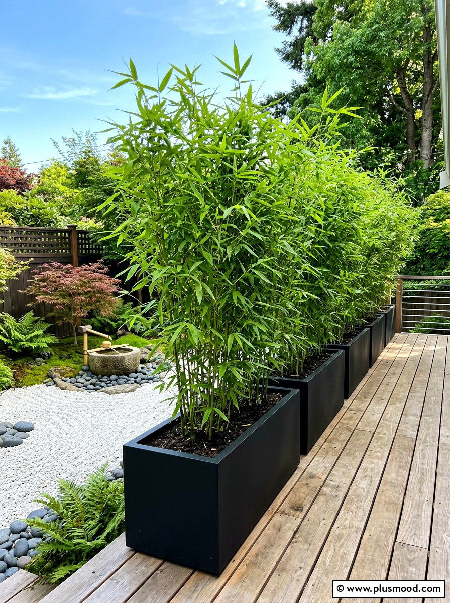 Potted Bamboo Hedge - 25 summer garden privacy screen ideas