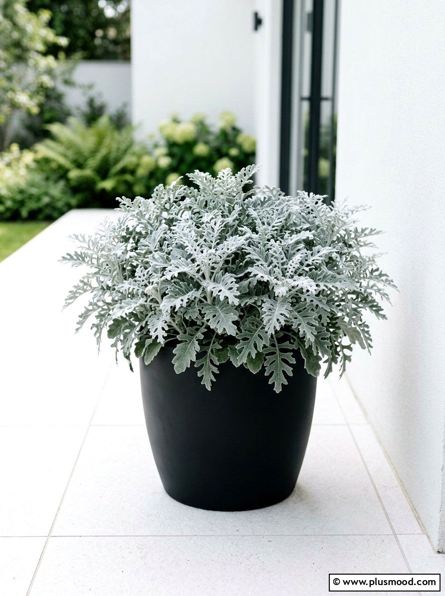 Silver Dusty Miller Foliage Pot - 25 summer low maintenance planter ideas