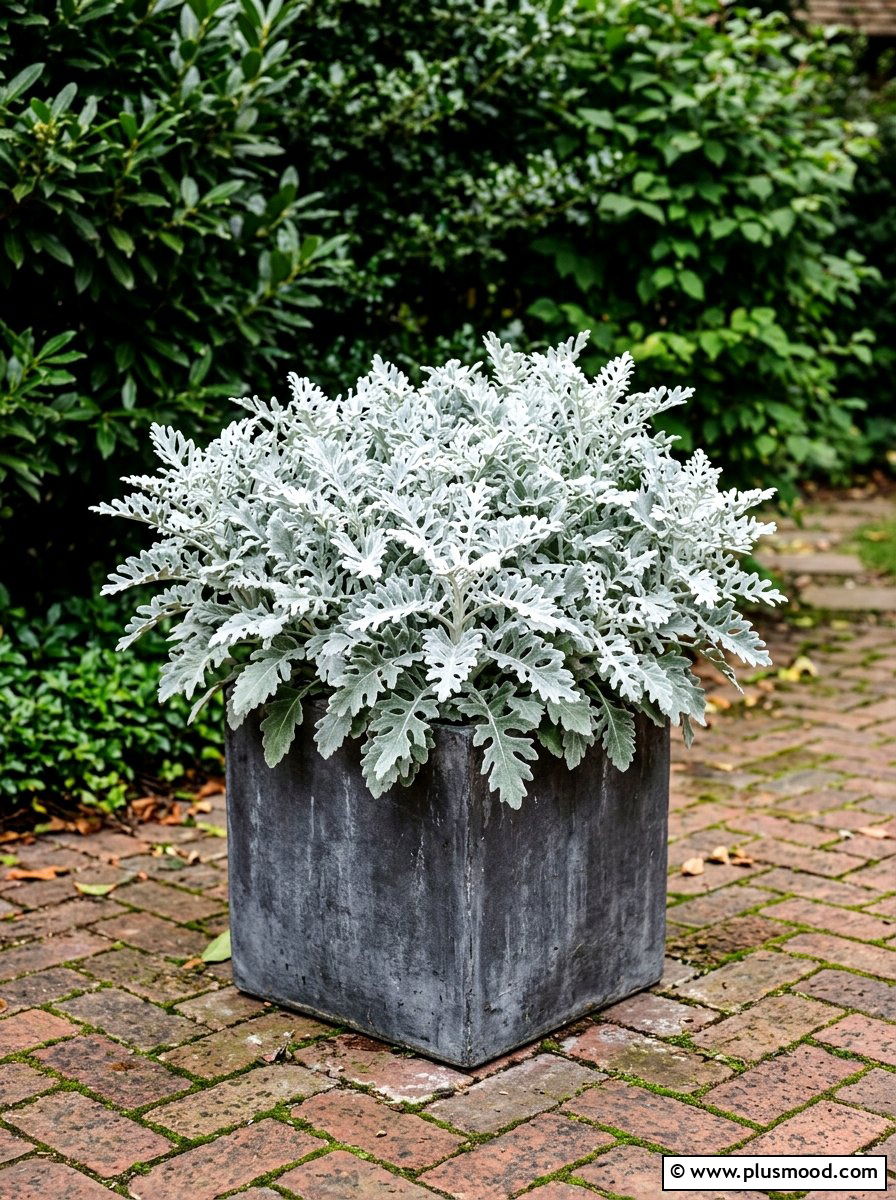 Silver dusty miller arrangement - 25 summer monochrome planter ideas