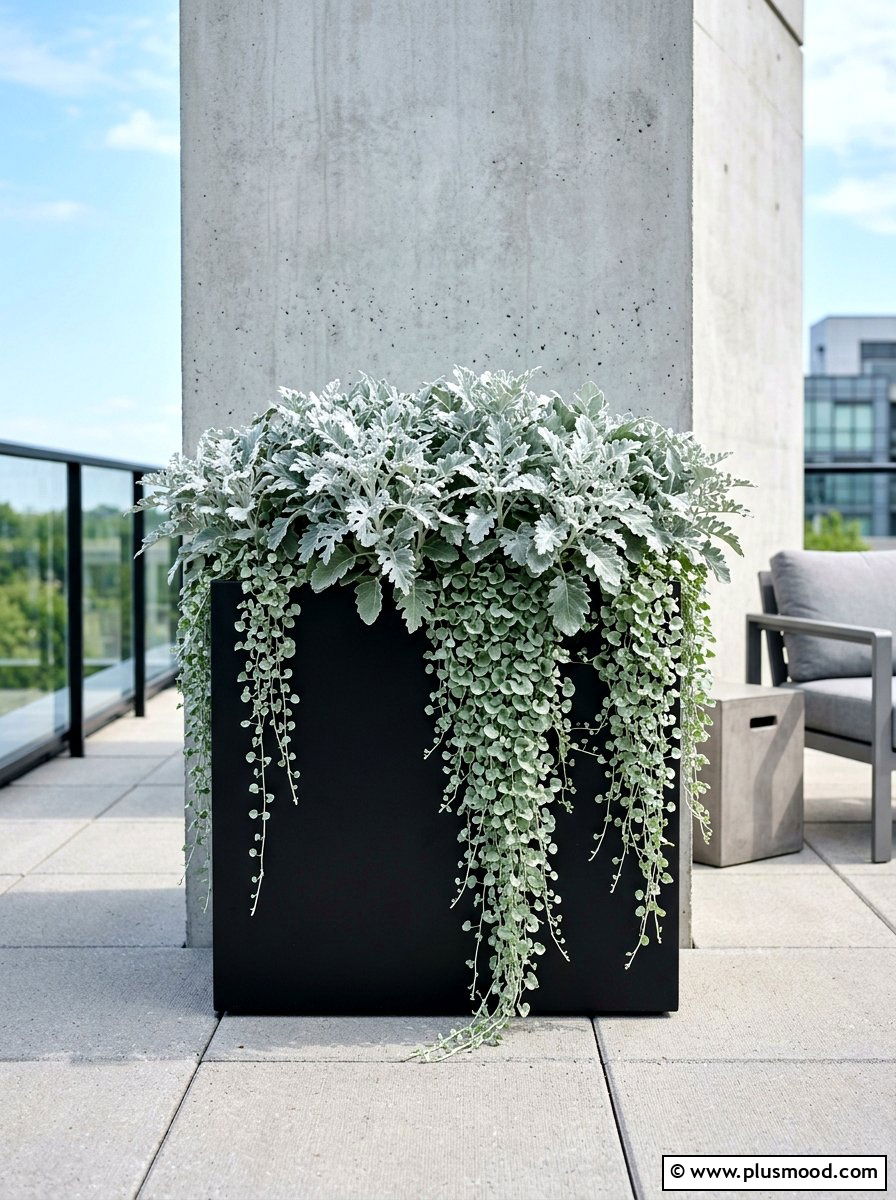 Silver foliage modern planter - 25 summer monochrome planter ideas
