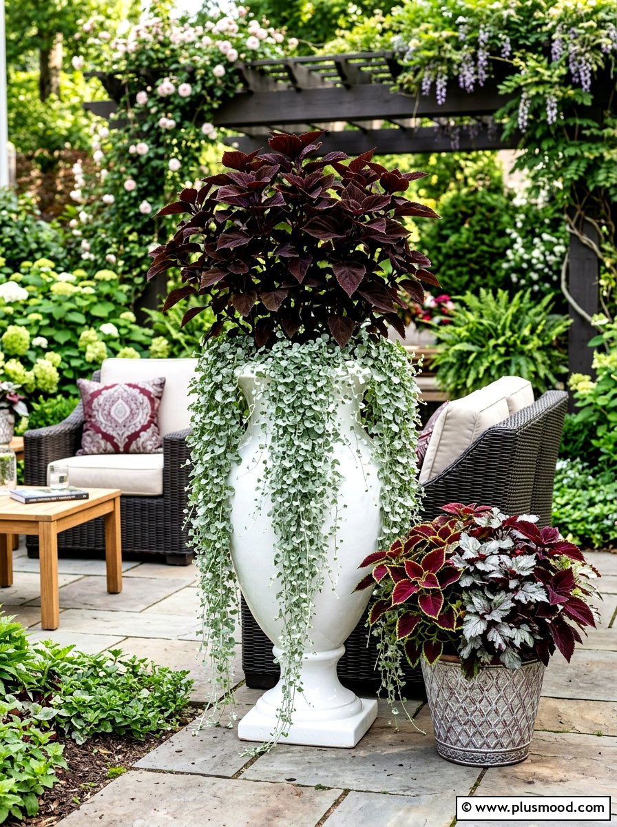 Tall Coleus And Silver Dichondra Pot - 25 summer planters with coleus ideas