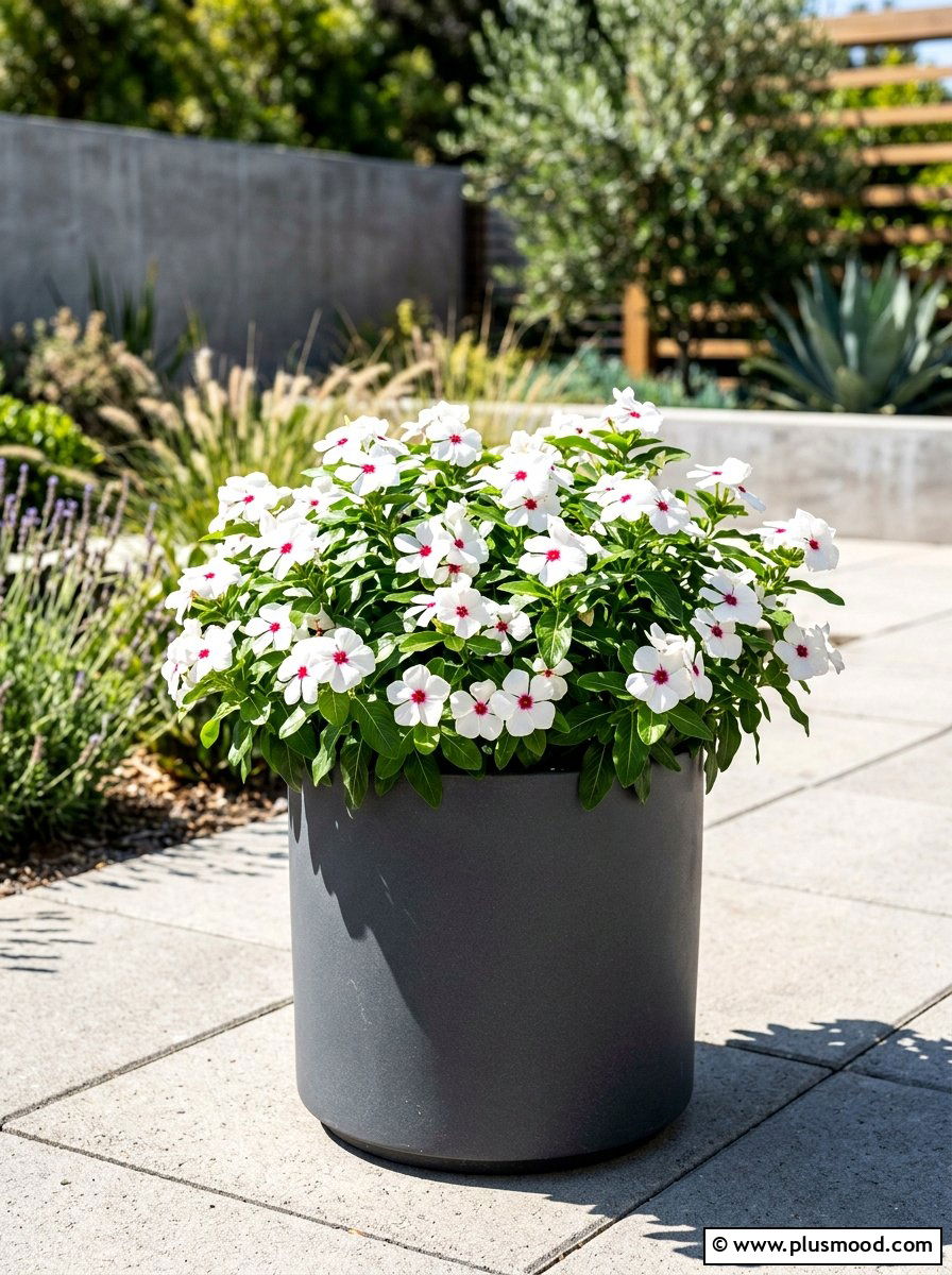 Vinca heat tolerant pot - 25 summer flower pot ideas
