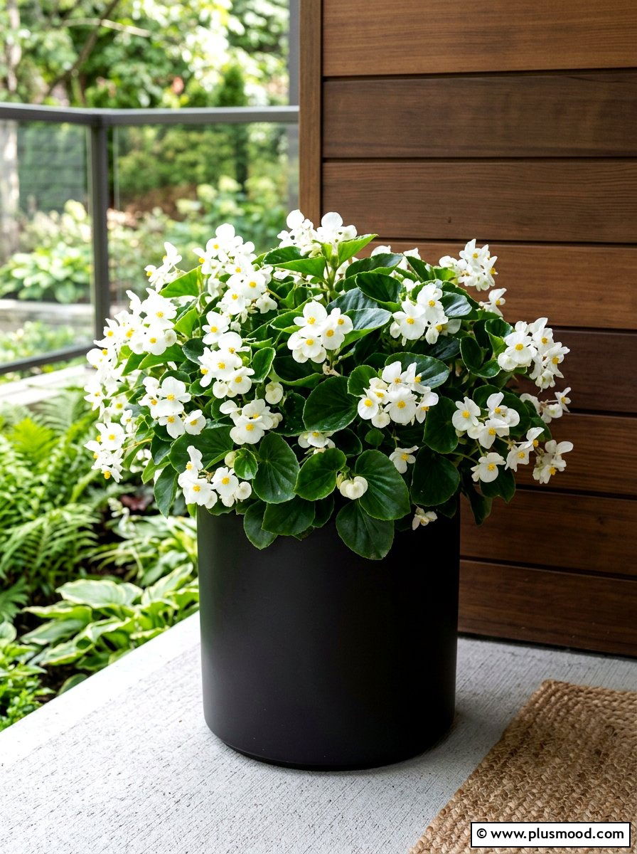 White Begonia Shade Container - 25 summer container flower ideas