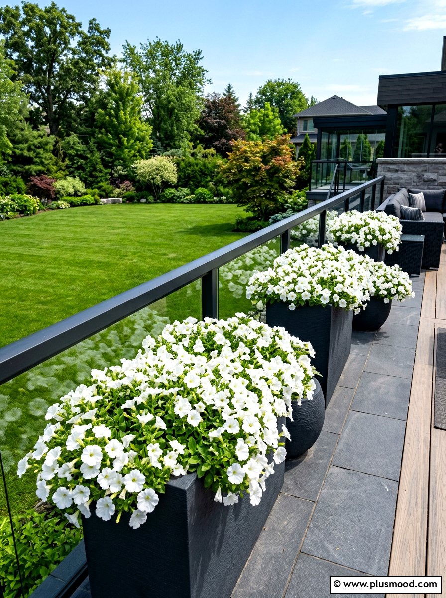 White Petunia Display - 25 summer patio planter ideas